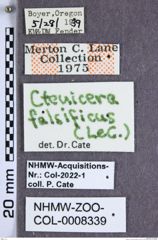 Etiketten zu Liotrichus falsificus (LeConte, 1853) (NHMW-ZOO-COL-0008339)